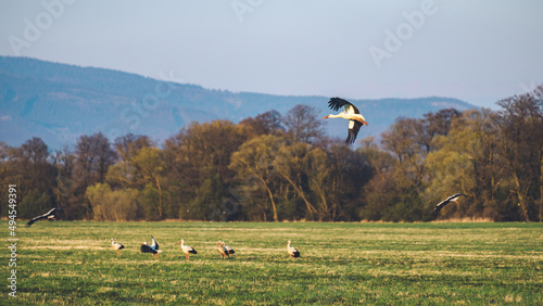 View of storks near Hrinova village in Slovakia photo