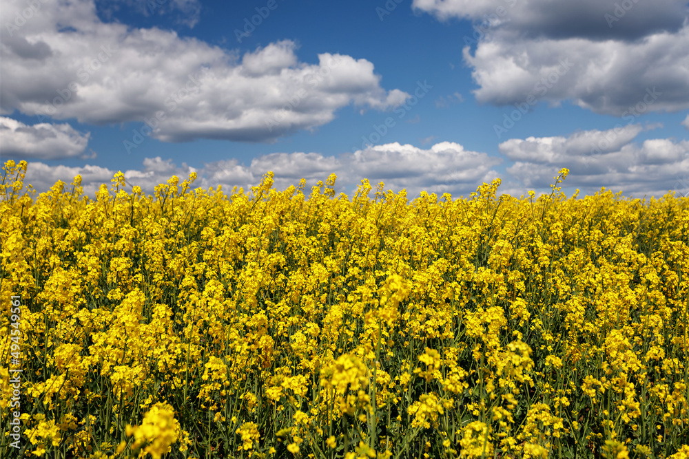 canola field under blue sky. Ukrainian flag canola field under blue sky. Ukrainian flag