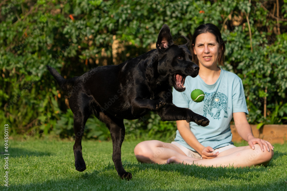 Adult Female playing with domestic pet dog Rottweiler with a ball and the dog is purely enjoying it. Jumping after the ball and pulling some funny faces in mid air