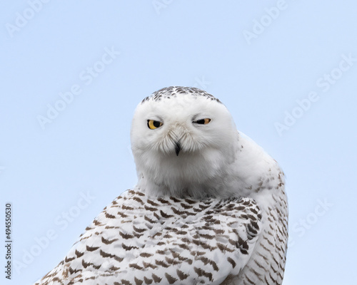 Closeup shot of the snowy owl against a blue background in Sydney, Canada © David Hutchison/Wirestock Creators