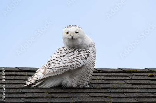 Closeup shot of the snowy owl perched on the roof of the building in Sydney, Canada © David Hutchison/Wirestock Creators