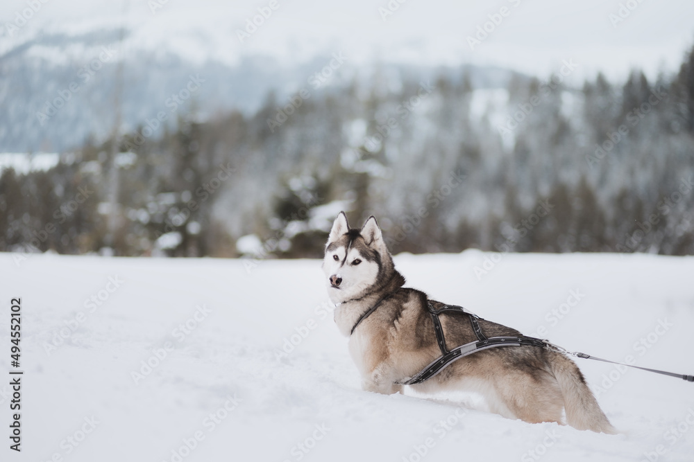 siberian husky dog standing in deep snow covered winter mountains looking at the camera