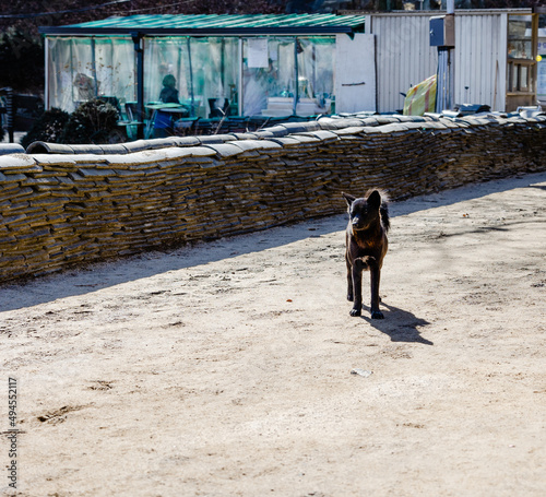 Dog in the sun
