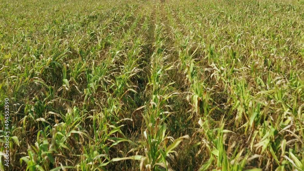 Aerial View Of Corn Maize Field Landscape. Top View Of Plantation. Agricultural Field. Natural Agricultural 4K. Farmland. Aerial View Of Corn Maize Field Landscape. Top View Of Plantation. Agricultural Field. Natural Agricultural 4K. Farmland.