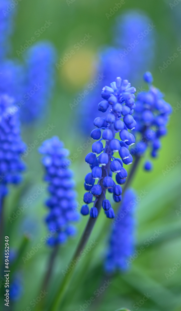 Beautiful close-up of a muscari Beautiful close-up of a muscari