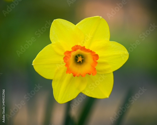 Beautiful close-up of a daffodil