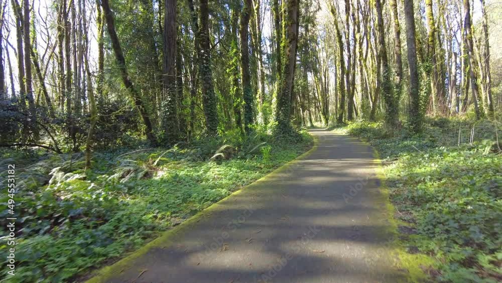A paved bike trail meanders through a temperate rainforest not far from Portland, Oregon. A wide variety of flora and fauna are supported in this unique type of lush, Pacific Northwest forest.