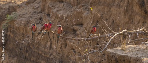 Selective of southern carmine bee-eaters (Merops nubicoides) photo