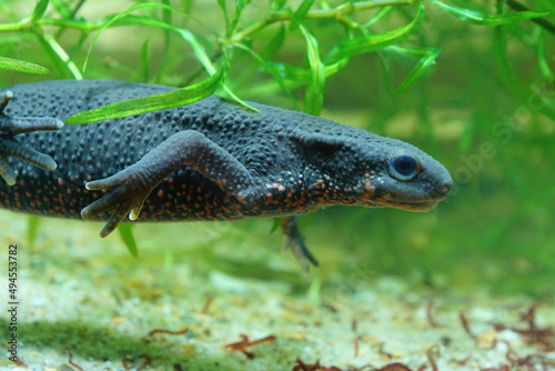 Closeup on an adult female Japanese fire-belied newt, Cynops pyrrhogaster swimming photo