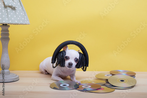 Chihuahua dog listens to music in black large headphones lying on a yellow background surrounded by scattered CDs. photo