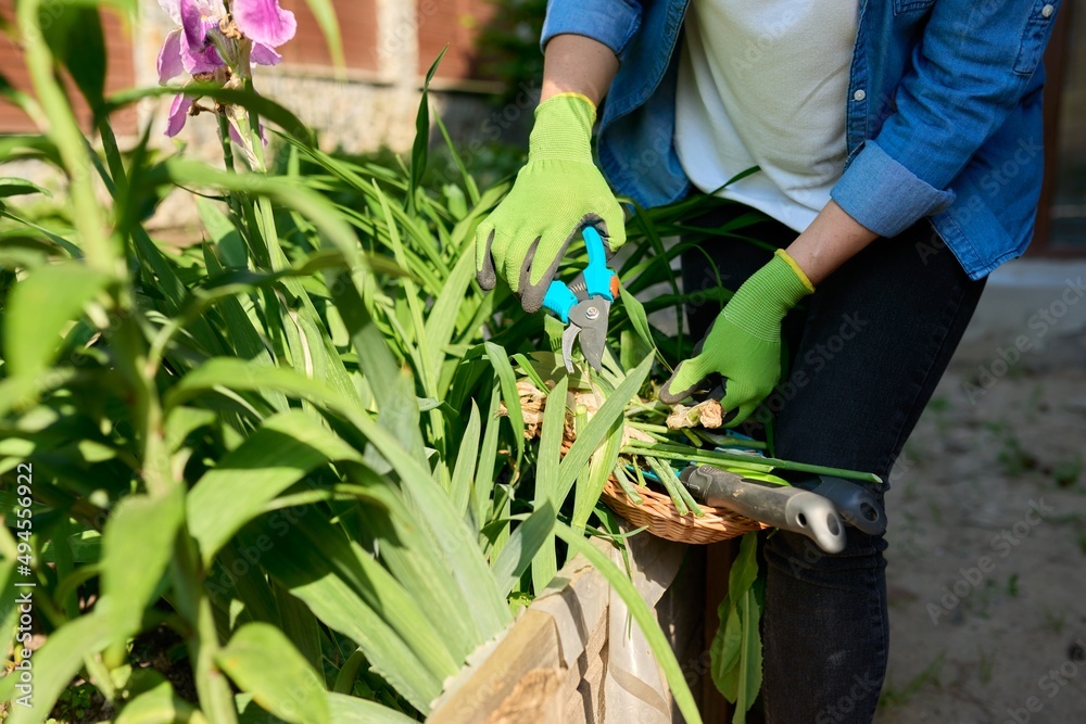 Naklejka premium Closeup of a woman's hands in gloves caring for flower bed in backyard uses tools, garden shears