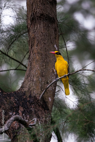 Εκτύπωση καμβά Vertical shot of a black-naped oriole perched on a wooden branch on a blurred ba