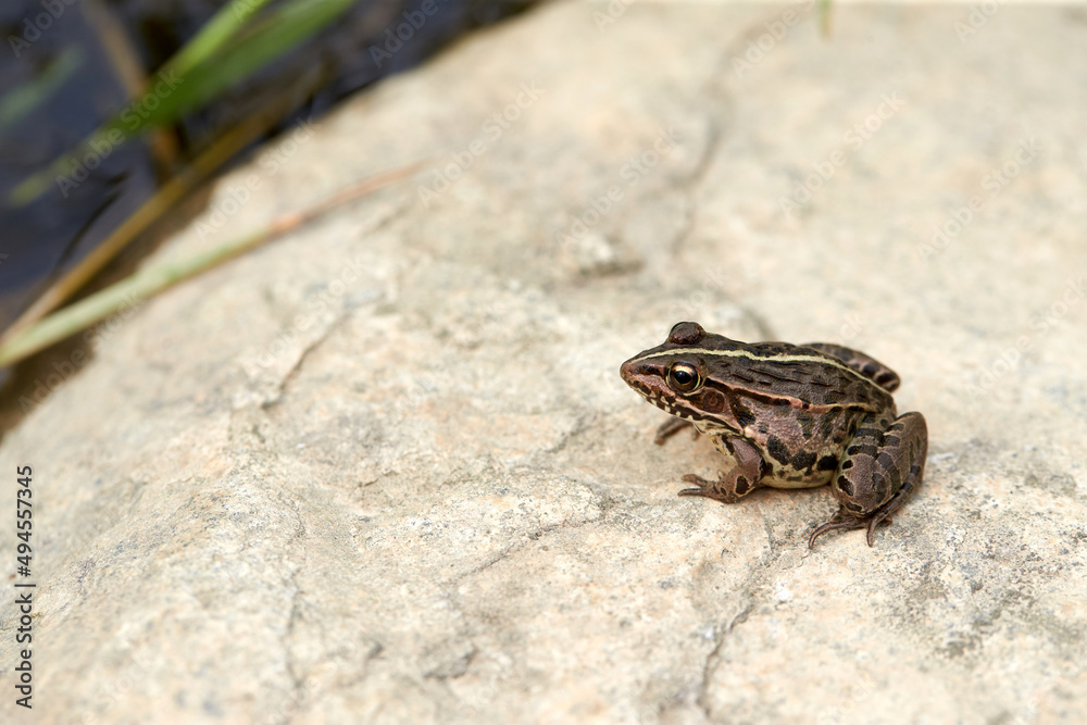 Obraz premium frog seen from the park.