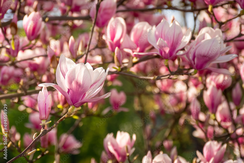 magnolia tree in blossom. fresh pink flower on the branch in spring. soft bokeh background of a garden magnolia tree in blossom. fresh pink flower on the branch in spring. soft bokeh background of a garden