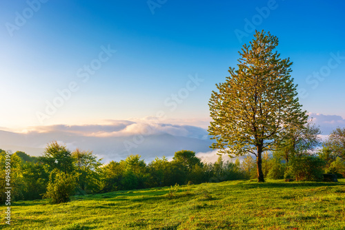 Fototapeta Naklejka Na Ścianę i Meble -  tree on the meadow at sunrise. beautiful countryside landscape of carpathian mountains in morning light. fog in the distant valley and clouds on the sky