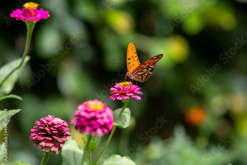 butterfly on flower