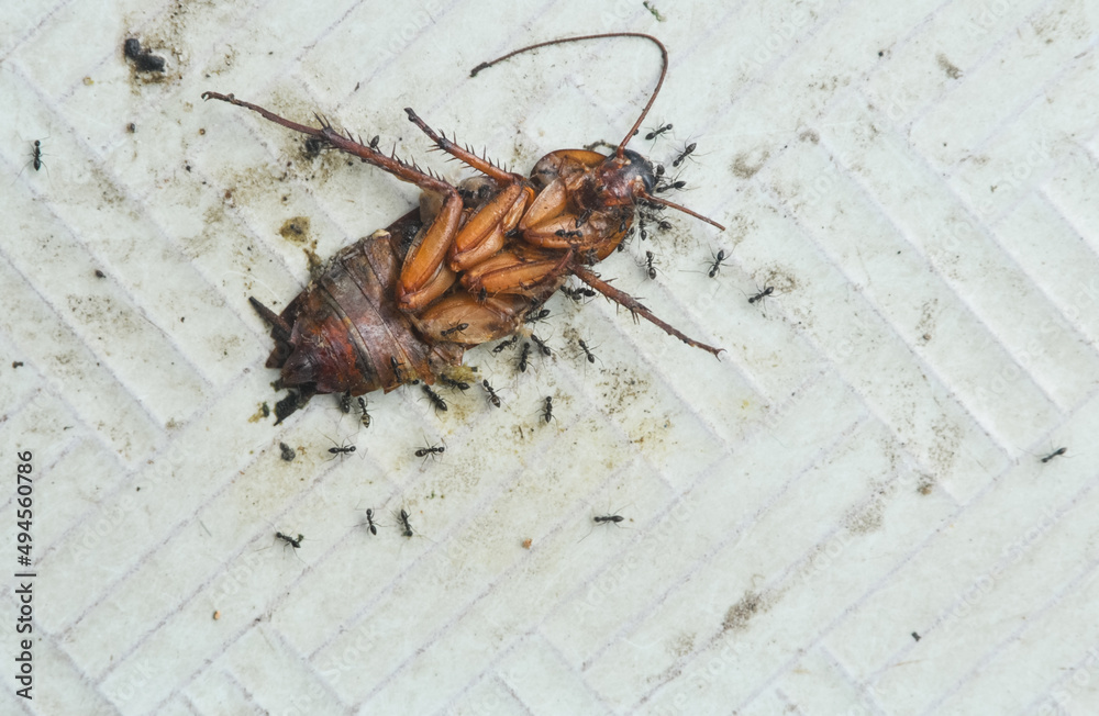 Obraz premium dead cockroach on the ground