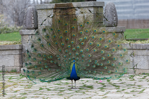 front of a peacock