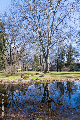 park in the city of innsbruck in spring with big plane tree and reflection in the water of a pond