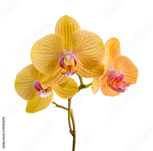 Photo of orange orchid isolated on white background