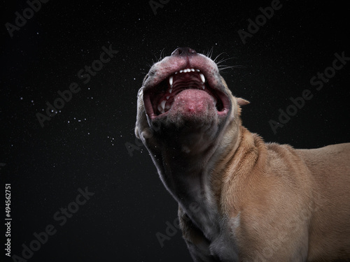 The dog shakes off, spray, wings. Wet pet. Funny puppy american bully on black © annaav