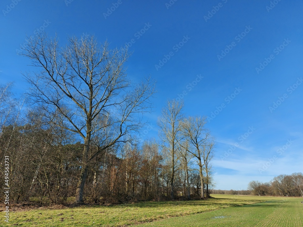 Wald im zeitigen Frühjahr. Laubbäume. Die Äste sind kahl. Die Baumwipfel sind blattlos. Ein verzweigter Baum aus altem Holz. Wege, die durch den Park führen. Feld mit landwirtschaftlichen Flächen. Wald im zeitigen Frühjahr. Laubbäume. Die Äste sind kahl. Die Baumwipfel sind blattlos. Ein verzweigter Baum aus altem Holz. Wege, die durch den Park führen. Feld mit landwirtschaftlichen Flächen.