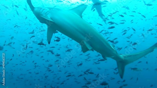 Wallpaper Mural The Hammerhead sharks swim around underwater cameraman. Torontodigital.ca