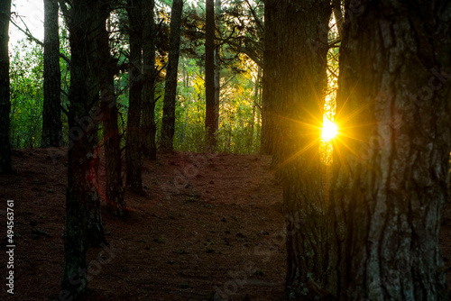 sun rays through the forest © Martina