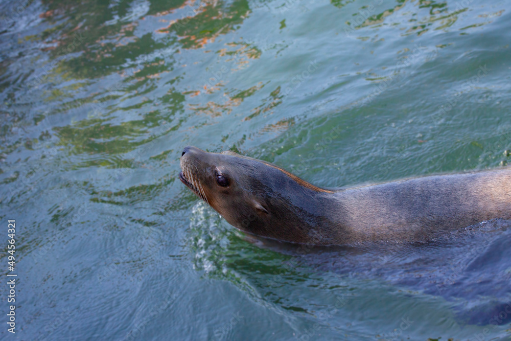 Obraz premium Sea lion svimming in water.