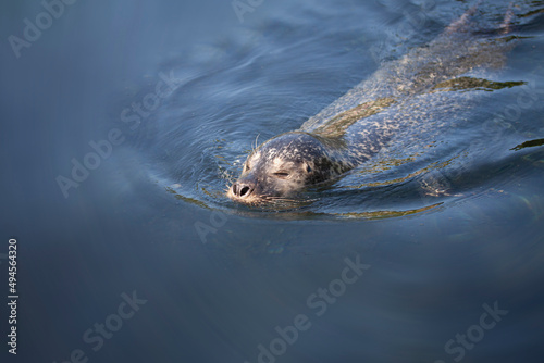 Small sea Lion or seal swimming in blue water with head above the surface of the water. With copy space. © Ole