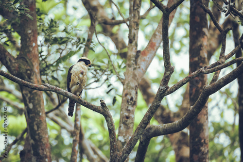 Laughing Falcon bird of prey perched in the jungle photo