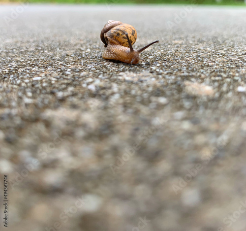 梅雨の季節　雨の庭にカタツムリ
Rainy season snails in the rainy garden
 photo