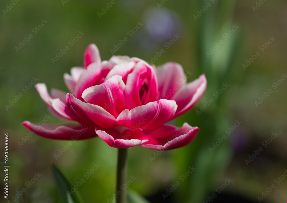 Fuchsia tulip in full bloom spring flower