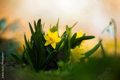 Osterglocke neben einem Schneeglöckchen auf einem Blumenbeet im Frühjahr