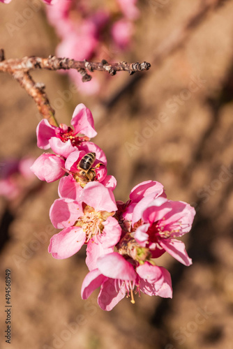 The Dwarf Peach and the Bee