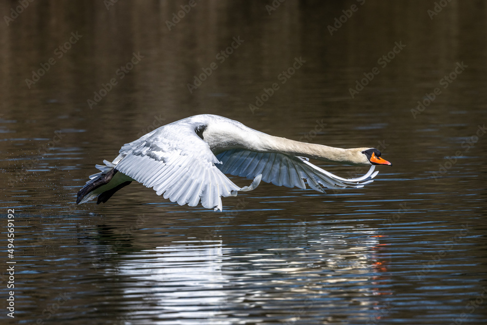 Mute swan, Cygnus olor flying over a lake in the English Garden in Munich, Germany