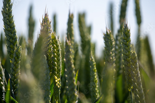 green wheat field