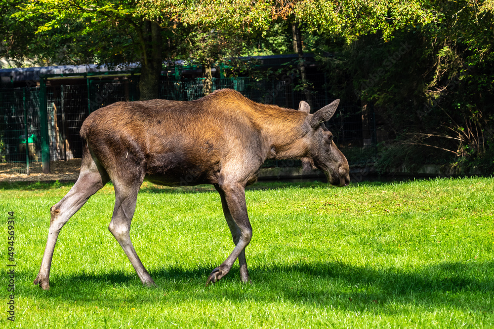 Fototapeta premium European Moose, Alces alces, also known as the elk