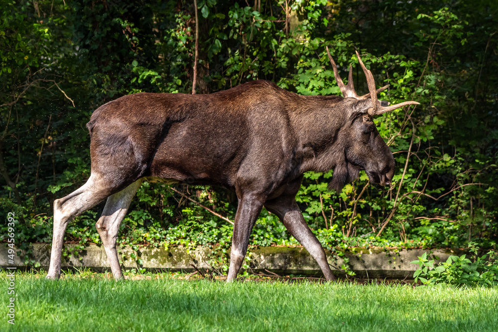 European Moose, Alces alces, also known as the elk European Moose, Alces alces, also known as the elk