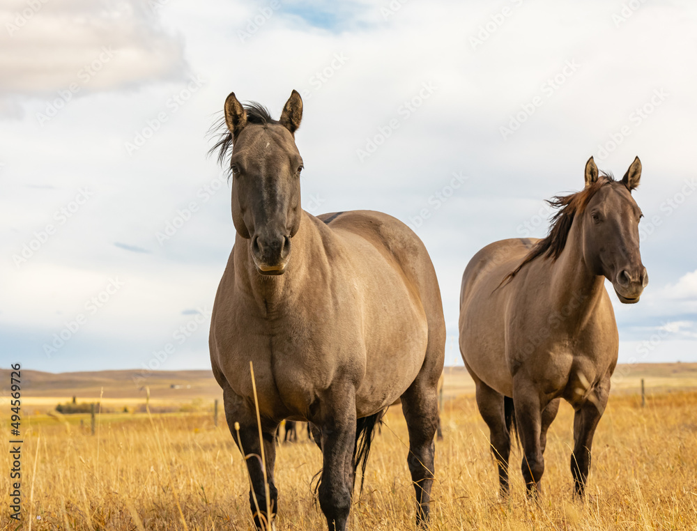 Obraz premium A herd of wild horses. A wild horse. Close up photo of free grullo horses.