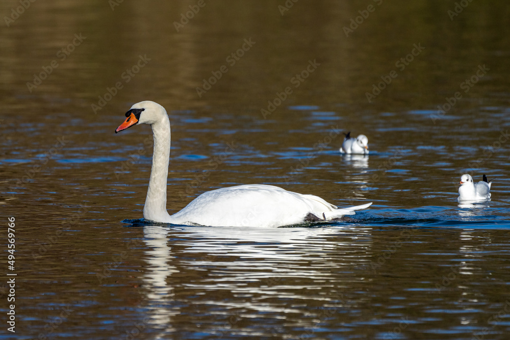 Fototapeta premium Mute swan, Cygnus olor swimming on a lake