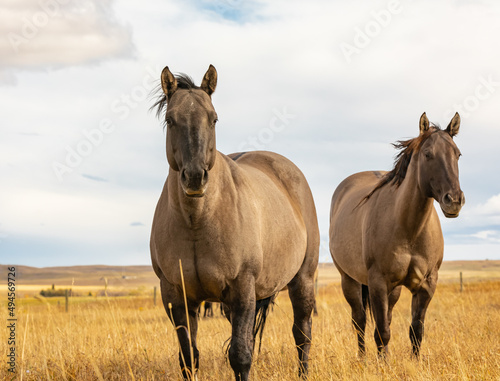 A herd of wild horses. A wild horse. Close up photo of free grullo horses.