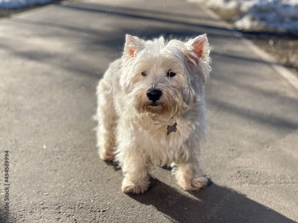 West highland white terrier staying on the street West highland white terrier staying on the street