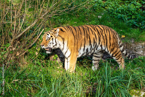 The Siberian tiger Panthera tigris altaica in the zoo