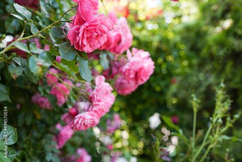 pink roses in the garden in front of the house yard 