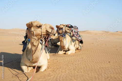 The perfect desert transport. Shot of a caravan of camels in the desert.