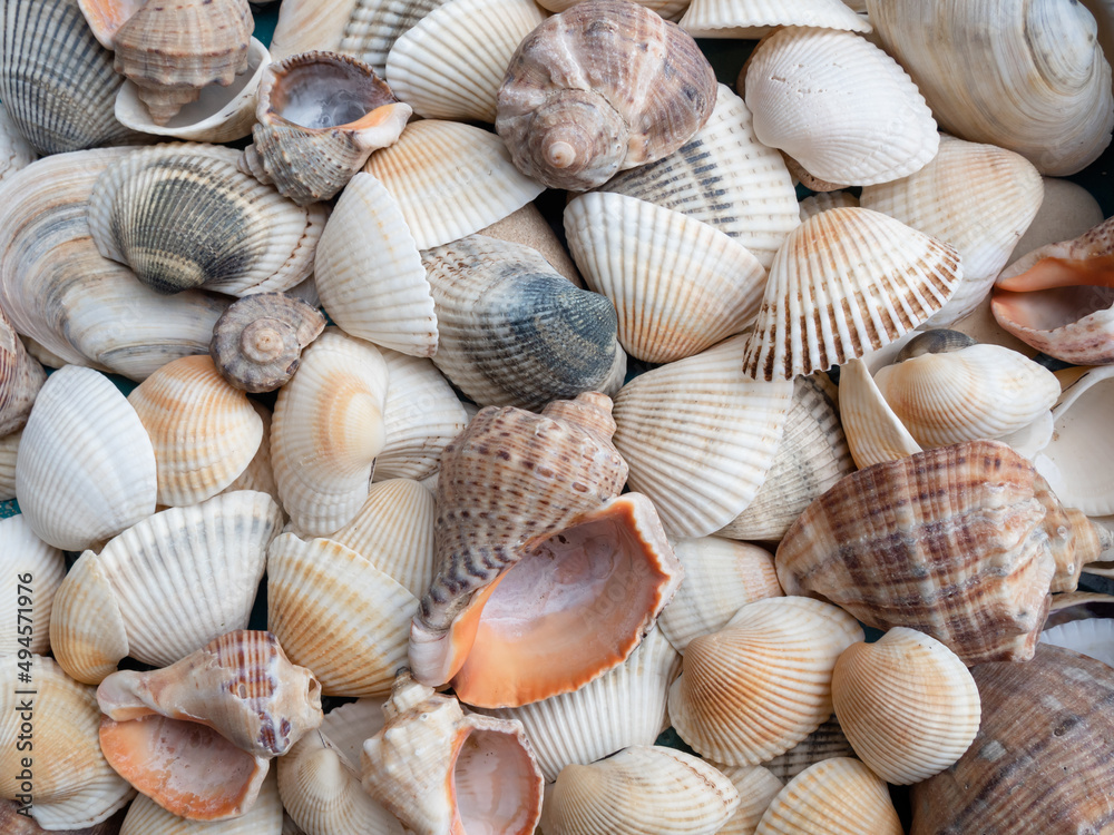 seashells on the beach. Sea background.