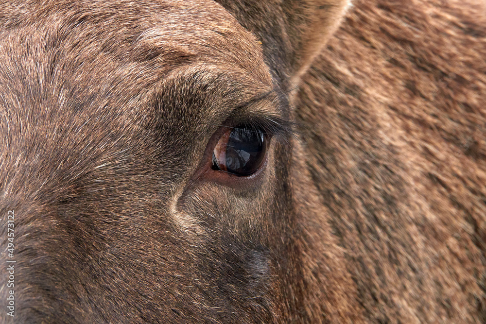 Moose in the reserve in winter. Moose eye. Close-up. 