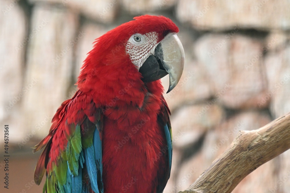 Porträt eines Grünflügelaras (Ara chloroptera), Red-and-green macaw Porträt eines Grünflügelaras (Ara chloroptera), Red-and-green macaw