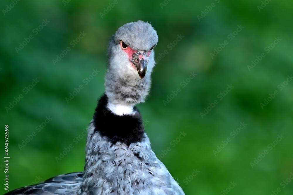 Porträt eines Halsband-Wehrvogels (Chauna torquata), Southern screamer Porträt eines Halsband-Wehrvogels (Chauna torquata), Southern screamer